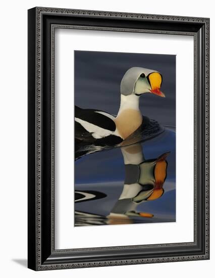 King Eider Duck (Somateria Spectabilis) Male, Batsfjord Village Harbour, Varanger Peninsula, Norway-Staffan Widstrand-Framed Photographic Print