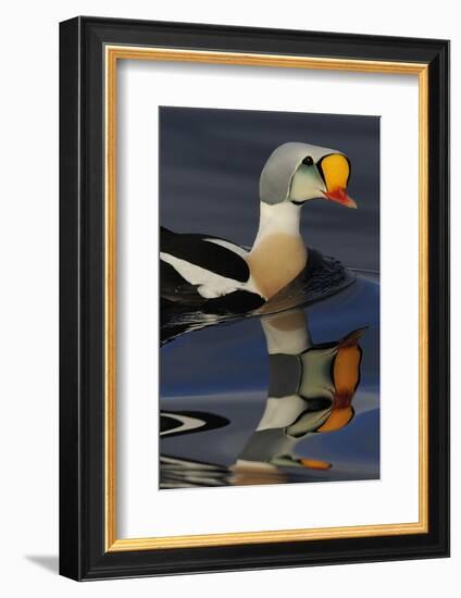 King Eider Duck (Somateria Spectabilis) Male, Batsfjord Village Harbour, Varanger Peninsula, Norway-Staffan Widstrand-Framed Photographic Print