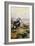 King Eider-Carl Donner-Framed Giclee Print