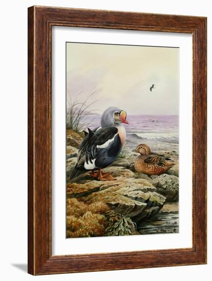 King Eider-Carl Donner-Framed Giclee Print