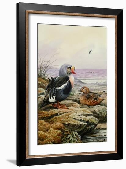 King Eider-Carl Donner-Framed Giclee Print