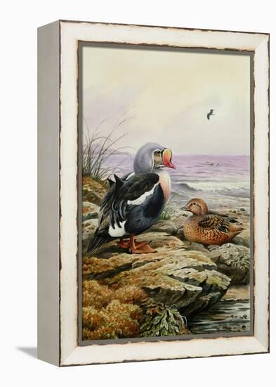 King Eider-Carl Donner-Framed Premier Image Canvas