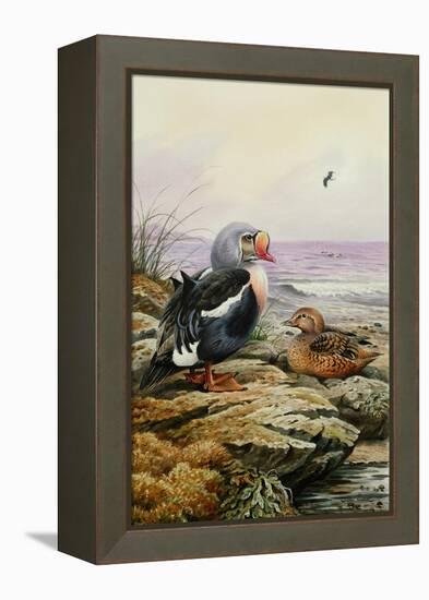 King Eider-Carl Donner-Framed Premier Image Canvas