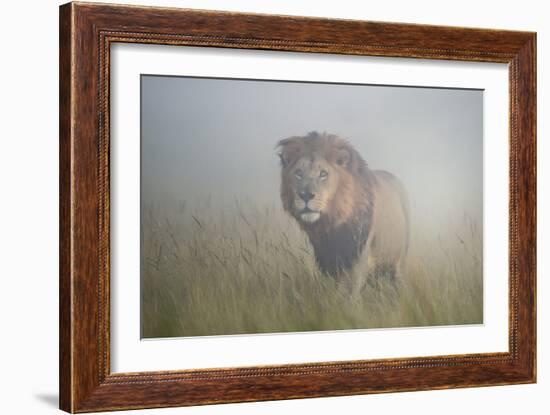 King in the Mist-Frits Hoogendijk-Framed Photographic Print