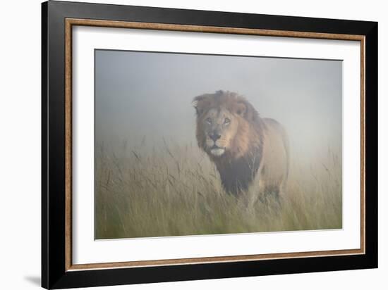 King in the Mist-Frits Hoogendijk-Framed Photographic Print