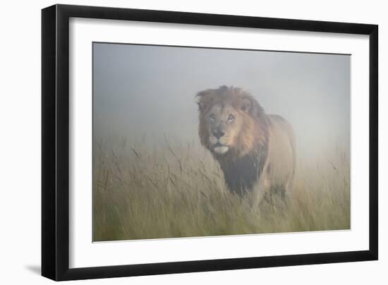 King in the Mist-Frits Hoogendijk-Framed Photographic Print