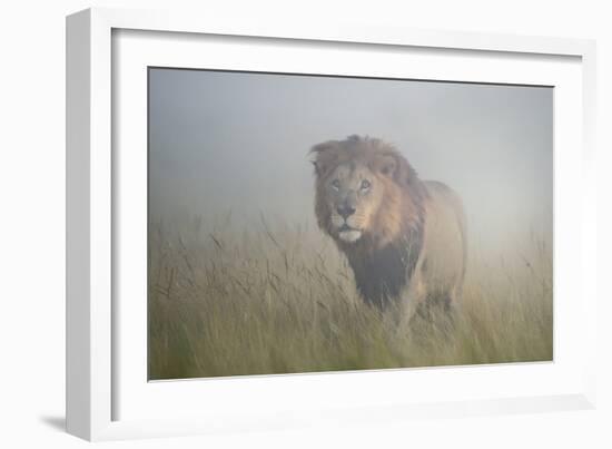 King in the Mist-Frits Hoogendijk-Framed Photographic Print