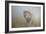 King in the Mist-Frits Hoogendijk-Framed Photographic Print