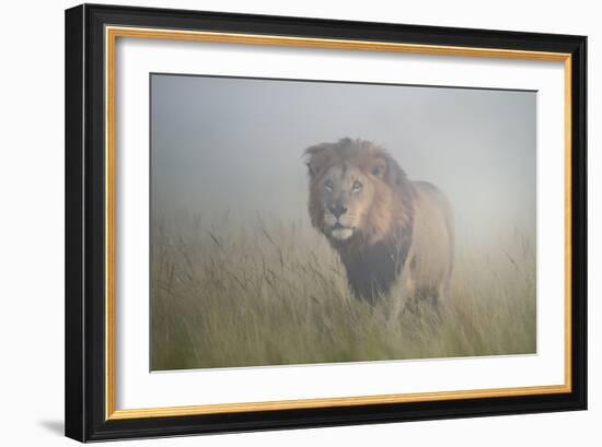 King in the Mist-Frits Hoogendijk-Framed Photographic Print