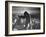 King Kong Clinging to Top of Empire State Building Tower in Horror Movie with Fay Wray in His Hands-Alfred Eisenstaedt-Framed Photographic Print