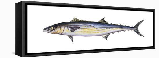 King Mackerel (Scomberomorus Cavalla), Fishes-Encyclopaedia Britannica-Framed Stretched Canvas
