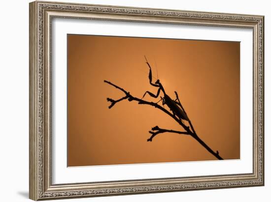 King Mantis (Hierodula Majuscula), captive, Australia, Pacific-Janette Hill-Framed Photographic Print