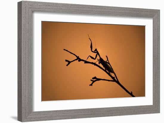 King Mantis (Hierodula Majuscula), captive, Australia, Pacific-Janette Hill-Framed Photographic Print