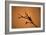 King Mantis (Hierodula Majuscula), captive, Australia, Pacific-Janette Hill-Framed Photographic Print