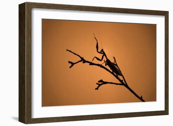 King Mantis (Hierodula Majuscula), captive, Australia, Pacific-Janette Hill-Framed Photographic Print