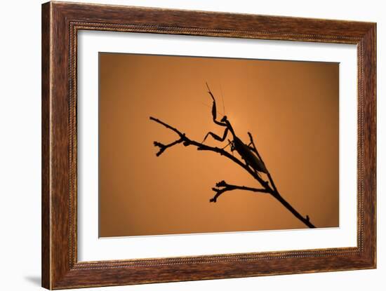 King Mantis (Hierodula Majuscula), captive, Australia, Pacific-Janette Hill-Framed Photographic Print