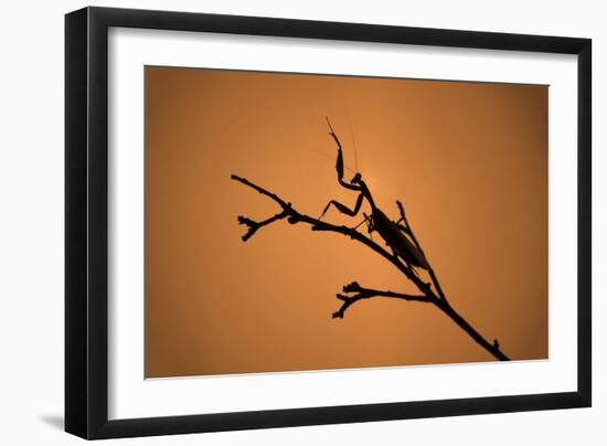 King Mantis (Hierodula Majuscula), captive, Australia, Pacific-Janette Hill-Framed Photographic Print