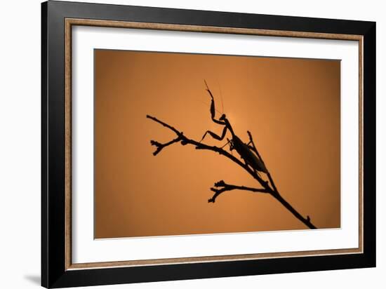 King Mantis (Hierodula Majuscula), captive, Australia, Pacific-Janette Hill-Framed Photographic Print