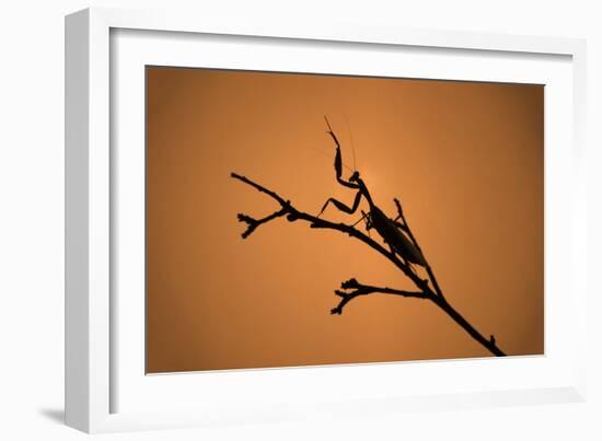 King Mantis (Hierodula Majuscula), captive, Australia, Pacific-Janette Hill-Framed Photographic Print