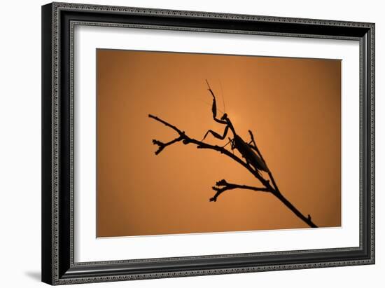 King Mantis (Hierodula Majuscula), captive, Australia, Pacific-Janette Hill-Framed Photographic Print