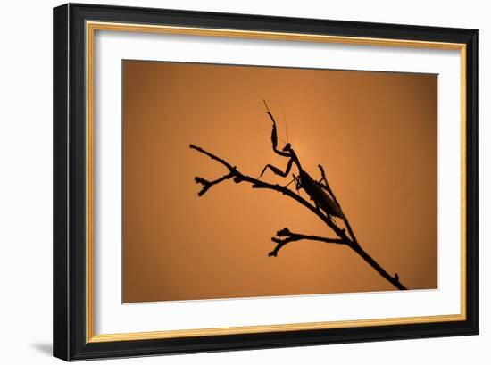 King Mantis (Hierodula Majuscula), captive, Australia, Pacific-Janette Hill-Framed Photographic Print