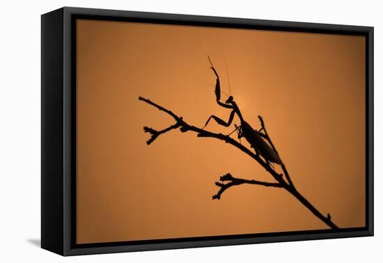 King Mantis (Hierodula Majuscula), captive, Australia, Pacific-Janette Hill-Framed Premier Image Canvas