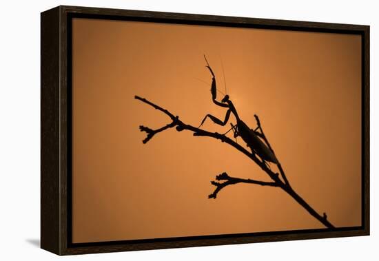 King Mantis (Hierodula Majuscula), captive, Australia, Pacific-Janette Hill-Framed Premier Image Canvas