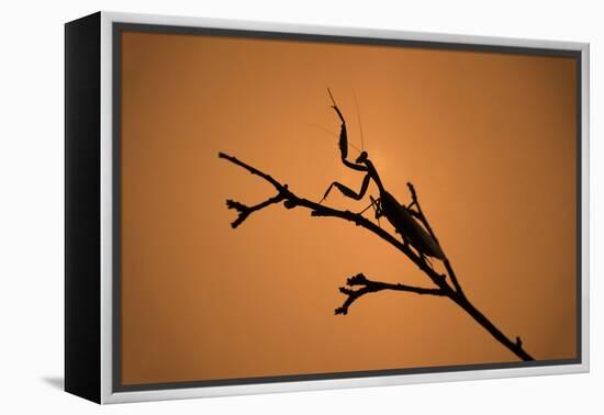 King Mantis (Hierodula Majuscula), captive, Australia, Pacific-Janette Hill-Framed Premier Image Canvas