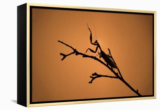 King Mantis (Hierodula Majuscula), captive, Australia, Pacific-Janette Hill-Framed Premier Image Canvas