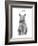 King of Everything-Balazs Solti-Framed Art Print