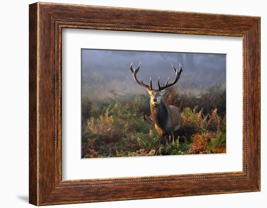 King of Richmond-Mark Bridger-Framed Art Print