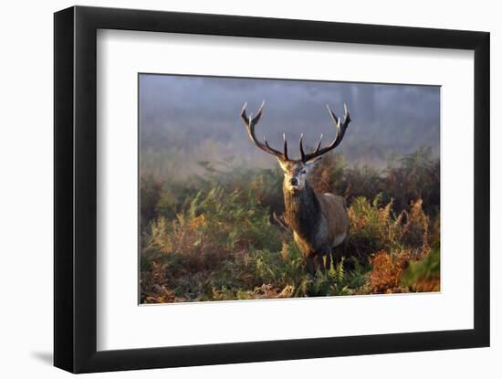 King of Richmond-Mark Bridger-Framed Art Print