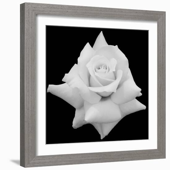 King Of Rose Land, 2009-Hiroyuki Arakawa-Framed Photographic Print