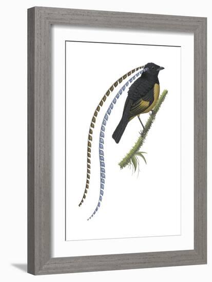 King of Saxony's Bird-Of-Paradise (Pteridophora Alberti), Birds-Encyclopaedia Britannica-Framed Art Print