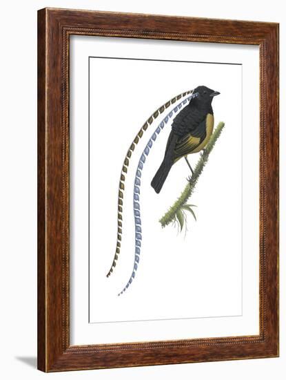 King of Saxony's Bird-Of-Paradise (Pteridophora Alberti), Birds-Encyclopaedia Britannica-Framed Art Print