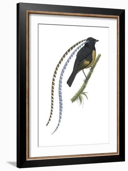 King of Saxony's Bird-Of-Paradise (Pteridophora Alberti), Birds-Encyclopaedia Britannica-Framed Art Print