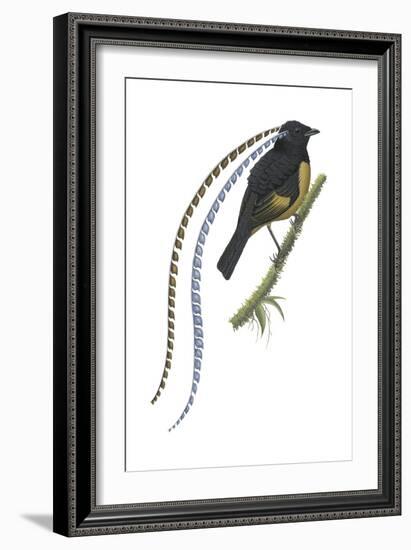 King of Saxony's Bird-Of-Paradise (Pteridophora Alberti), Birds-Encyclopaedia Britannica-Framed Art Print