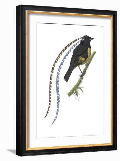 King of Saxony's Bird-Of-Paradise (Pteridophora Alberti), Birds-Encyclopaedia Britannica-Framed Art Print