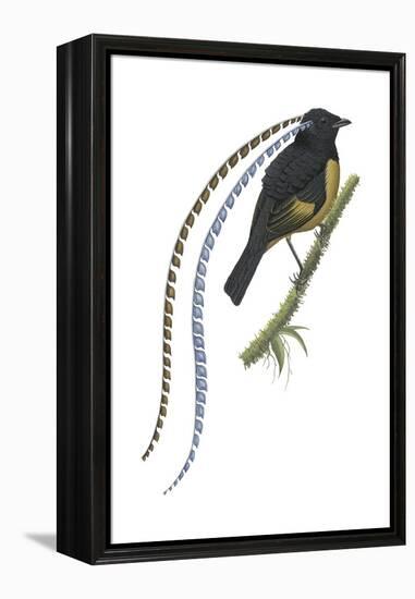 King of Saxony's Bird-Of-Paradise (Pteridophora Alberti), Birds-Encyclopaedia Britannica-Framed Stretched Canvas