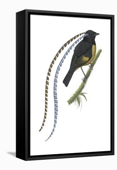 King of Saxony's Bird-Of-Paradise (Pteridophora Alberti), Birds-Encyclopaedia Britannica-Framed Stretched Canvas