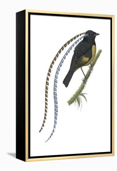 King of Saxony's Bird-Of-Paradise (Pteridophora Alberti), Birds-Encyclopaedia Britannica-Framed Stretched Canvas