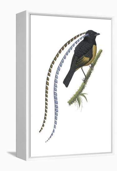 King of Saxony's Bird-Of-Paradise (Pteridophora Alberti), Birds-Encyclopaedia Britannica-Framed Stretched Canvas