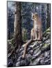 King of the Forest-Jeff Tift-Mounted Giclee Print