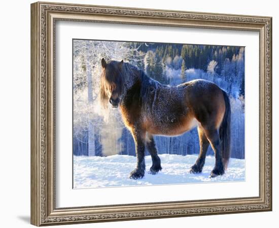 King of the Valley-Annicawesterlund-Framed Photographic Print