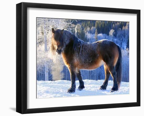 King of the Valley-Annicawesterlund-Framed Photographic Print