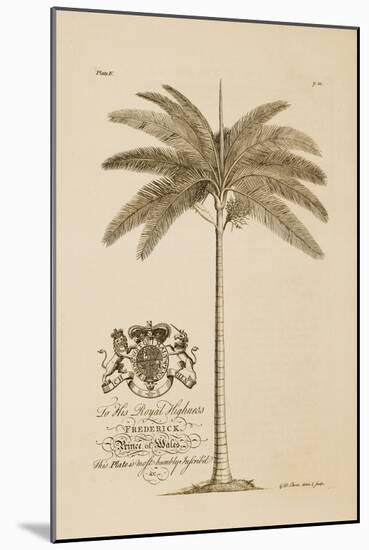 King Palm-Porter Design-Mounted Giclee Print