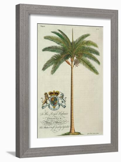 King Palm-Porter Design-Framed Giclee Print