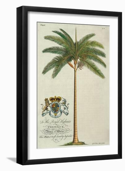 King Palm-Porter Design-Framed Giclee Print