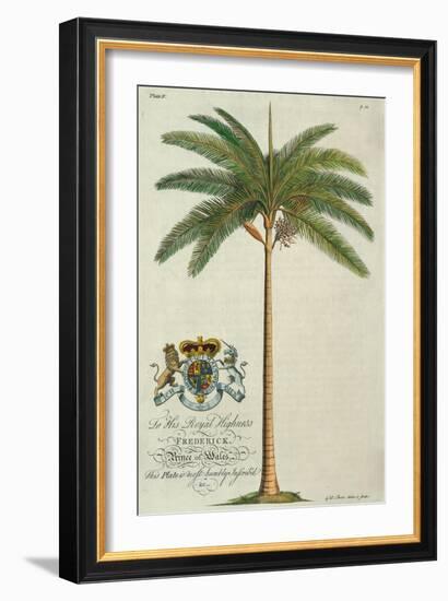 King Palm-Porter Design-Framed Giclee Print