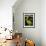 King Pelican Brand Lettuce-null-Framed Giclee Print displayed on a wall